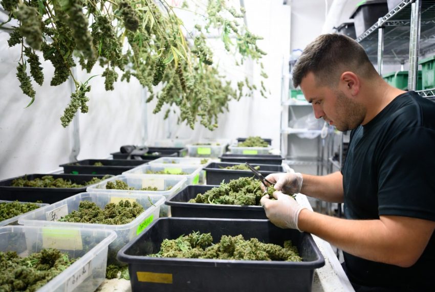 Trimming Cannabis
